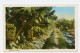 HAWAII - Bananas  ( 2 Scans ) - Big Island Of Hawaii