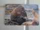 Falkland Islands Phonecard - Islas Malvinas