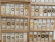 Delcampe - Antique Microscope Slide Collection - Medisch En Tandheelkundig Materiaal