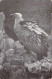 Oiseaux - Vautour - Carte Postale Ancienne - Oiseaux