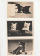 3 CARTES - PORTRAIT DE CHAT - Cats