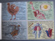 LIVRE D'IMAGES EDUCATIVES N°8 ANATOMIE ANIMALE ALBERT ARNAUD 63 SUJETS CIRCA 1960 - Sammelbilder