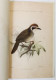 Delcampe - ASIATIC SOCIETY OF BENGAL 1878 JOURNAL PART II No.I, 3 DIFFERENT LITHOGRAPHY PLATES OF TIGER TEETH & BIRDS, COMPLETE - Scienze