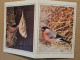 ANDORRE  LA VIEILLE FDC 1974 CARTE PROTECTION DE LA NATURE - Cartas & Documentos