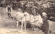 FRANCE - Les Pyrénées - Deux Heureux Couples - Carte Postale Ancienne - Otros