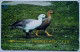 Falkland Islands £10  339CFKB " Upland Geese " - Falkland Islands