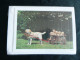 Postogram 95 /086 :  Hondekar - Fotostock - Happy Birthday - Labrador - 5 Little Dogs - Postogram
