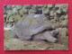 POSTAL POST CARD TORTUGA GIGANTE EN LA ISLA COUSIN ISLAND SEYCHELLES A GIANT TORTOISE..TORTUE..POSTKARTE CARTE POSTALE.. - Turtles