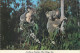 Postcard United States > CA - California > San Diego Zoo Northern Koalas - San Diego