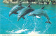 Postcard United States > CA - California > San Diego Sea World Leaping Dolphins - San Diego