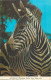 Postcard United States > CA - California > San Diego Zoo Hartmann's Mountain Zebra - San Diego