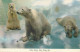 Postcard United States > CA - California > San Diego Zoo Polar Bears - San Diego