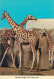 Postcard United States > CA - California > San Diego Zoo Uganda Giraffe - San Diego