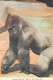 Postcard United States > CA - California > San Diego Zoo Lowland Gorille Albert - San Diego