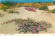 Postcard United States > AZ - Arizona > Phoenix Desert Verbenas - Phoenix