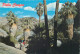 Postcard United States CA - California > Palm Springs Palm Canyon - Palm Springs