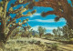 Postcard United States AZ - Arizona > Phoenix Joshua Tree Forest - Phönix