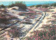 Postcard United States AZ - Arizona > Phoenix Sand Verbenas Blooming - Phönix