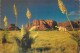 Postcard United States AZ - Arizona > Phoenix Yucca Spanish Bayonet - Phoenix