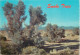 Postcard United States AZ - Arizona > Phoenix Smoke Trees In A Desert Wash - Phoenix