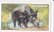 Wild Animals 1937 - 18 Indian Rhinocerus - Gallaher Cigarette Card - Original - Wildlife - Gallaher