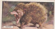 The Tenrec  - Wild Animals 1937  - Gallaher Cigarette Card - Original - Wildlife - Gallaher