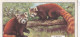 17 The Panda - Wild Animals 1937  - Gallaher Cigarette Card - Original - Wildlife - Gallaher