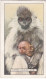 13 Capped Langur & Baby  - Wild Animals 1937  - Gallaher Cigarette Card - Original - Wildlife - Gallaher