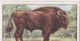 19 European Bison - Wild Animals 1937  - Gallaher Cigarette Card - Original - Wildlife - Gallaher