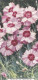 Single Pink  - Garden Flowers 1938 - Gallaher Cigarette Card - Original - - Gallaher