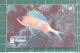 BRAZIL PHONECARD FISH - Brasilien