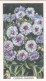 2 Cornflower - Garden Flowers 1938 - Gallaher Cigarette Card - Original - - Gallaher