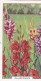 Gladiolus  - Garden Flowers 1938 - Gallaher Cigarette Card - Original - - Gallaher