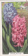 Hyacinths - Garden Flowers 1938 - Gallaher Cigarette Card - Original - - Gallaher