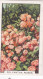 47 Polyantha Roses - Garden Flowers 1938 - Gallaher Cigarette Card - Original - - Gallaher