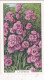 43 Lychnis - Garden Flowers 1938 - Gallaher Cigarette Card - Original - - Gallaher