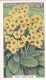 6 Polyanthus  - Garden Flowers 1938 - Gallaher Cigarette Card - Original - - Gallaher