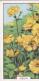 Geum - Garden Flowers 1938 - Gallaher Cigarette Card - Original - - Gallaher