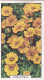 40 Correopsis  - Garden Flowers 1938 - Gallaher Cigarette Card - Original - - Gallaher