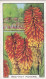 37 Red Hot Pokers  - Garden Flowers 1938 - Gallaher Cigarette Card - Original - - Gallaher