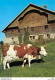 FRANCHE-COMTÉ - DOUBS " VIEILLE FERME DU CHAUFFAUD " # VACHE # COW # AGRICULTURE # CLOCHE - Bocce