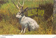 THE FABULOUS JACKALOPE OF NORTH AMERICA # RABBIT # LAPIN # 1987 - BY WYOMING CARD SERVICE - Altri & Non Classificati