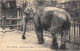 ANIMAUX - ELEPHANT - PARIS, JARDIN DES PLANTES - Éléphants