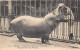 ANIMAUX - HIPPOPOTAME - PARIS, MUSEUM D'HISTOIRE NATURELLE - HIPPOPOTAME DU SENEGAL - Hippopotamuses