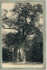 CPA (78) ST-NOM-la-BRETECHE - Thème: ARBRE - Aspect Du Chêne De Joyenval De La Forêt De Marly - 1910 - St. Nom La Breteche