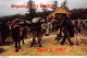 SQUAM RIVER BRIDGE Ashland, New Hampshire  A Team Of Oxen And A Capstan Are Draw The Bridge Across The River  - Cows