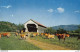 US POSTCARD In True Vermont Fashion Even Cows Have The Casual Use Of Covered Bridges.Color Photo By George French - Vacas