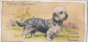 Dogs 1935 - Dandy Dinmont - Ogdens Cigarette Card - - Ogden's