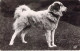 ANIMAUX - CHIEN De MONTAGNE -  Carte Postale Ancienne - Hunde