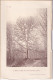 La Sauvagère (Orne 61) Le Hêtre De L'Etau + La Cépée De Hêtre De La Forêt D'Andaine Photographiés 11 Avril 1897 CARTE - Autres Plans